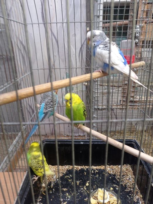 Волнистые попугаи