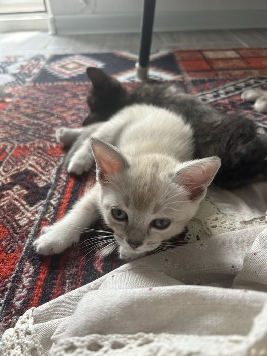 Отдам кошку в добрые руки
