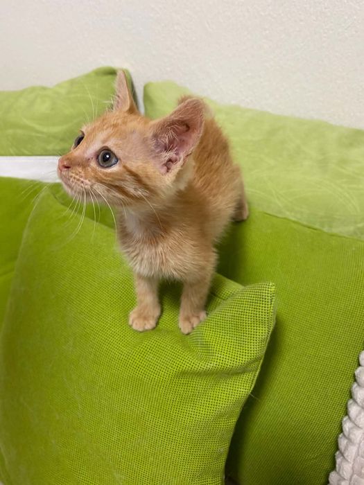 Подарявам мъжко коте