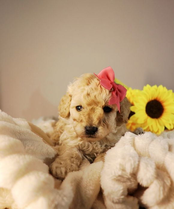 Мальтипу мальчик и девочка