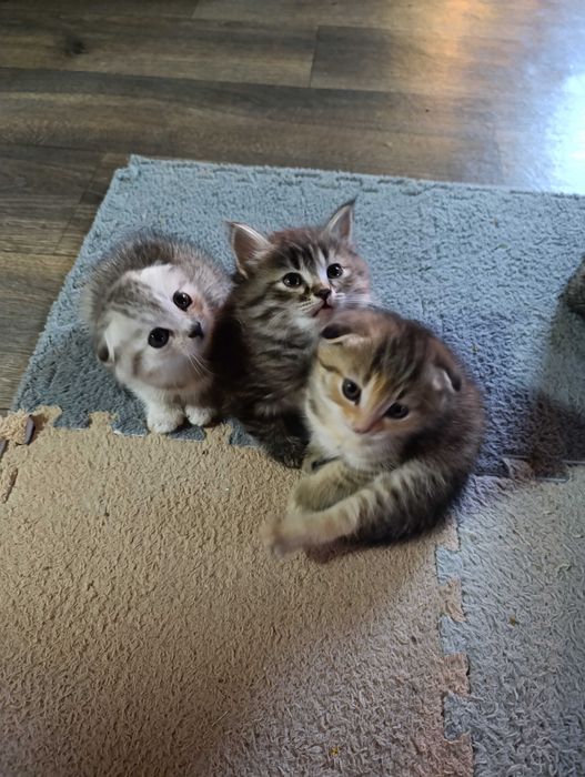 Продаются котята