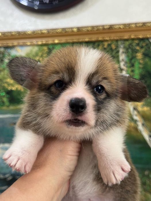 Супер щеночки вельш корги