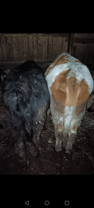 2 viței și o junincă