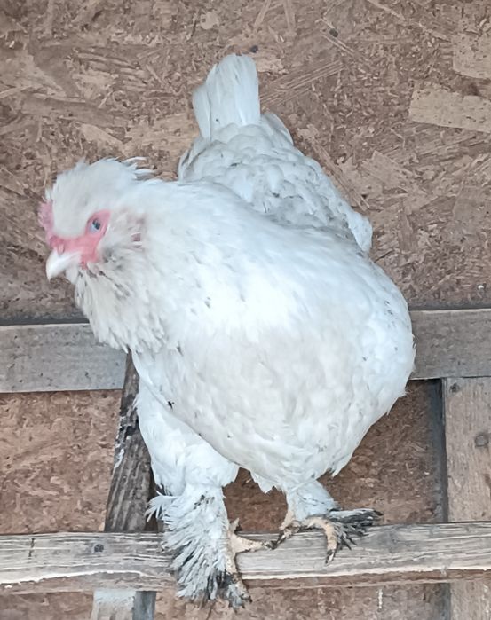 Gaini motate de vanzare