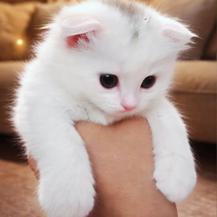 котёнок вислоухи