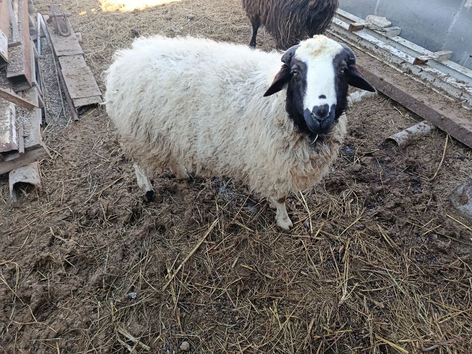 Продам молодого барана.