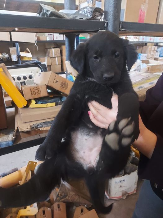 Отдам шенят девочки