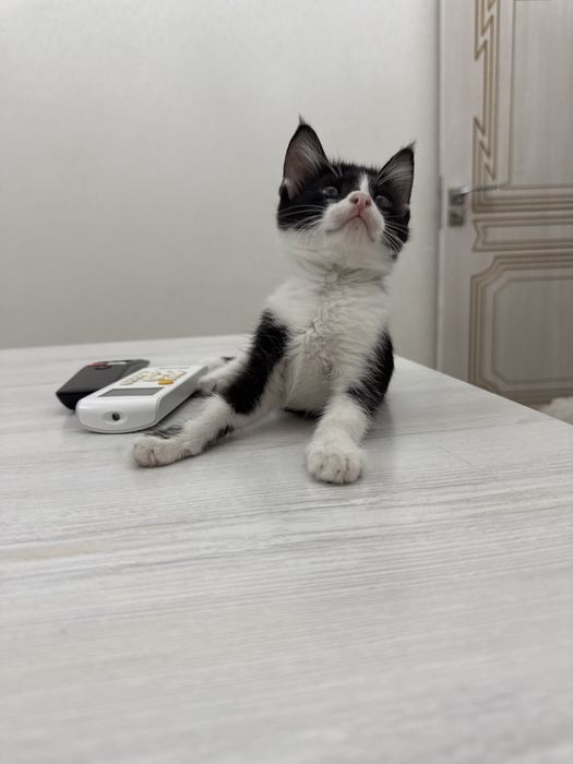 Котенок в хорошие руки бесплатно