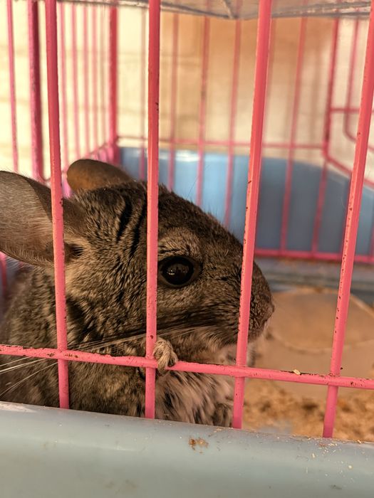 Продам шиншилл .