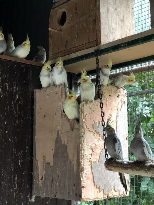 Pui papagali nimfa nimfe