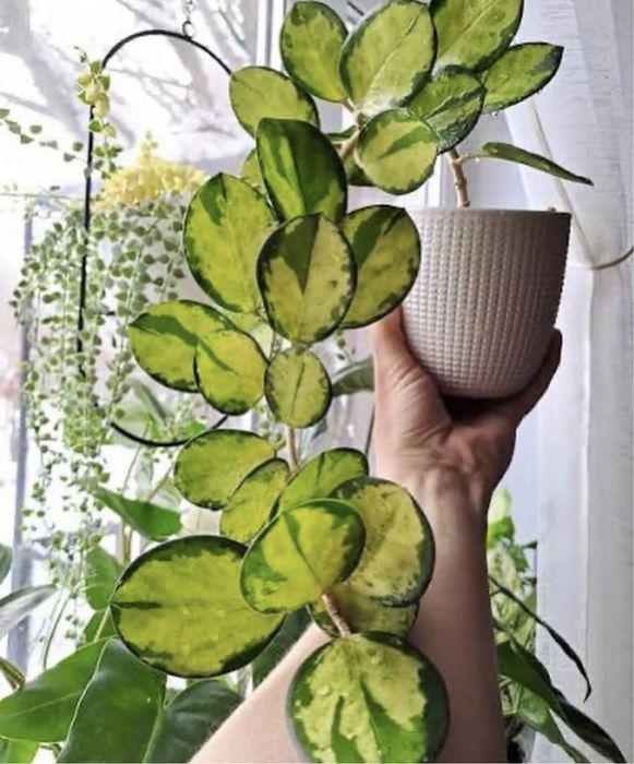 Комнатные растения