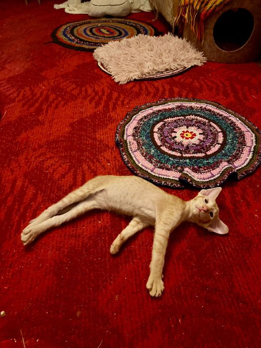 Ориентальные котчта