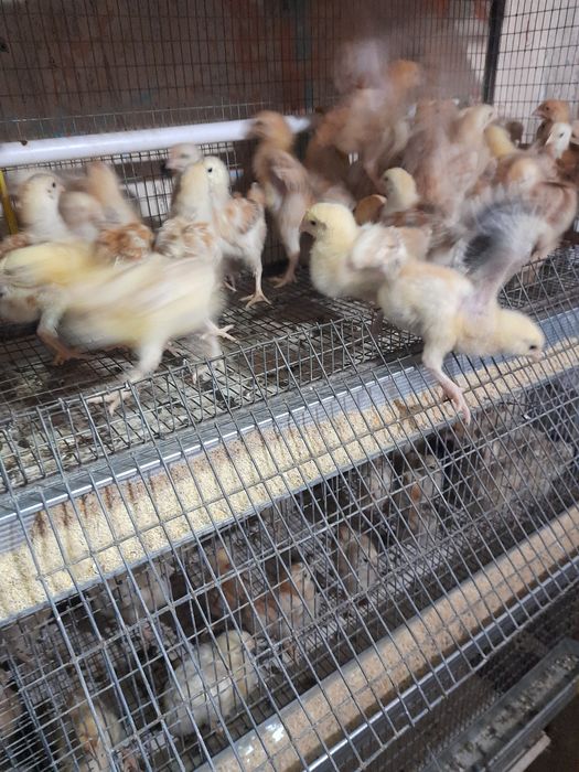 Vand pui toate roca 750g-15 cabir colorati450g-12