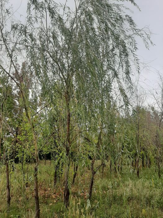 Vand platani - tei - mesteacan - catalpa - artar-stejar