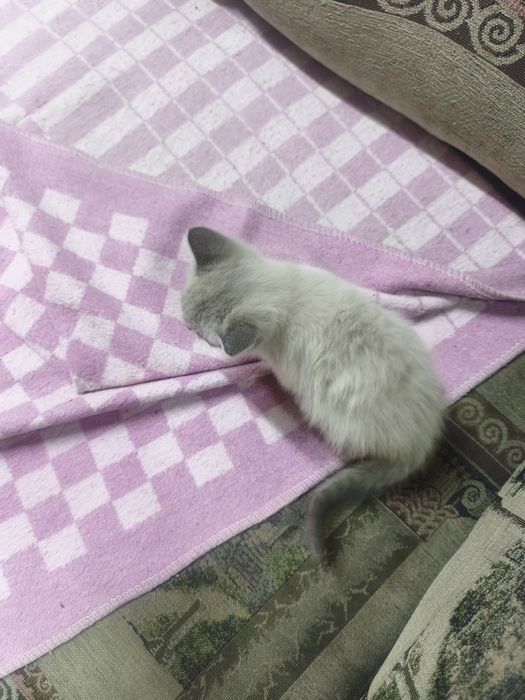 Милые котята ищут доброго хозяина