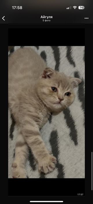 Шотланский котёнок скоттиш фолд