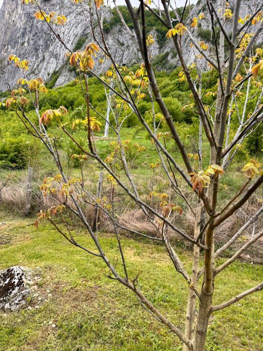 Teren de vanzare zona Valisoara Jud Alba