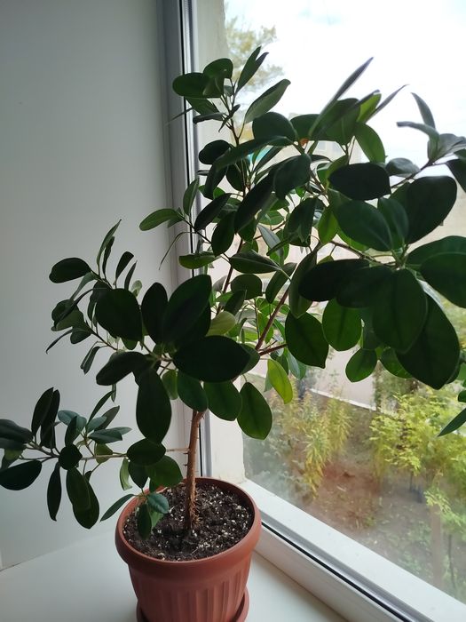 Цветы комнатные.Фикус Бенджамина