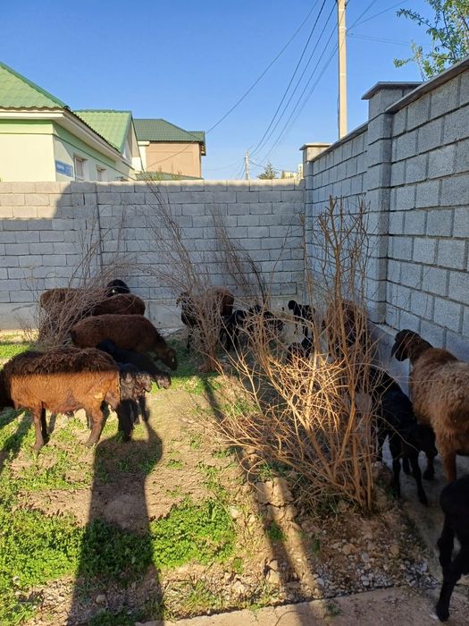 Қозылы қойлар сатылады