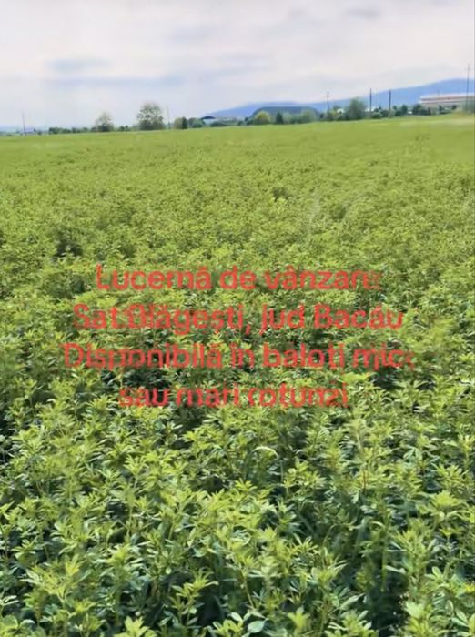 Lucernă de vânzare