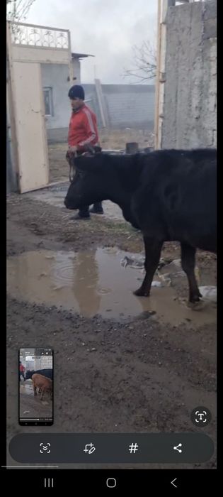 Ona bola sigir sotiladi