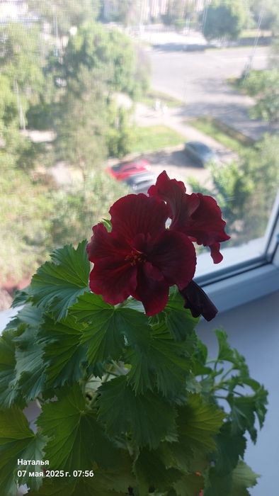 Продам комнатные цветы