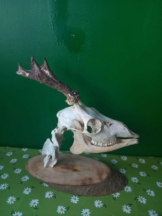 trofeu-trofee-craniu-cranii-coarne de caprior articulat cu panoplie