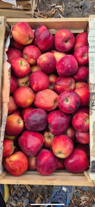 Продам яблоки оптом