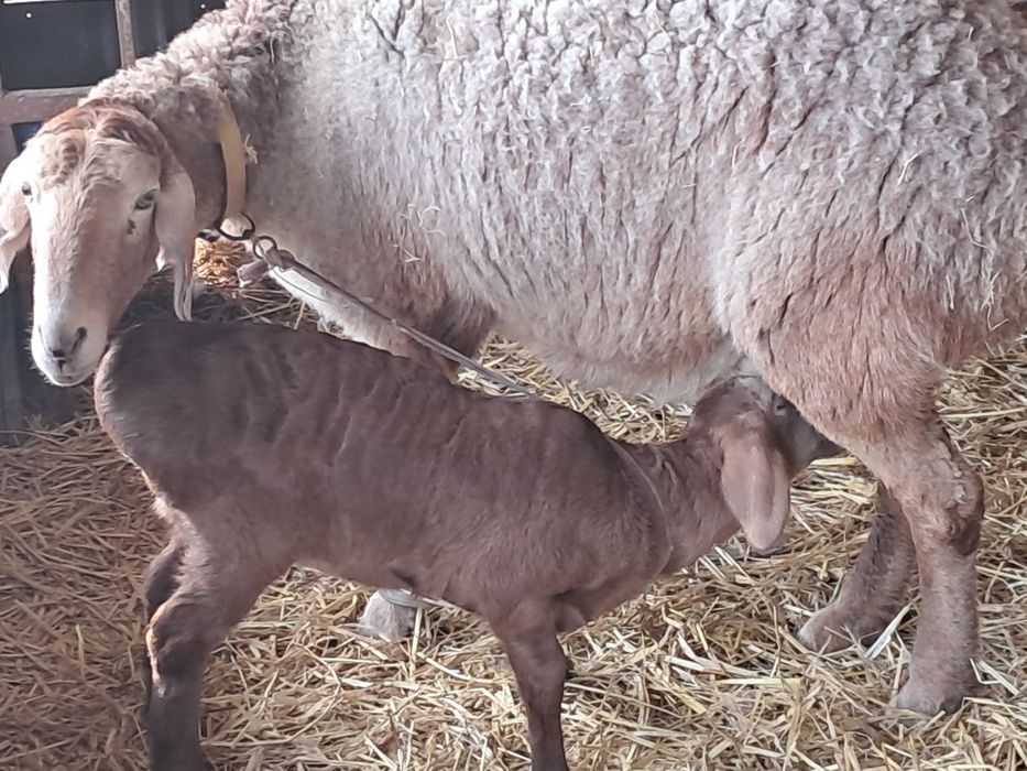 Козылы кои сатылады .