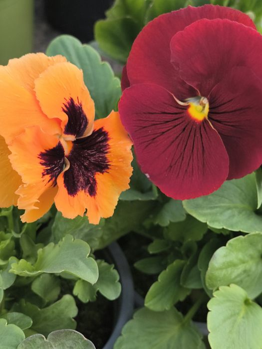 Теменужки едроцветни