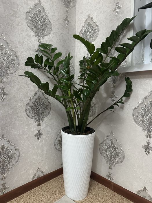 Уй гулдері  цветы комнатные