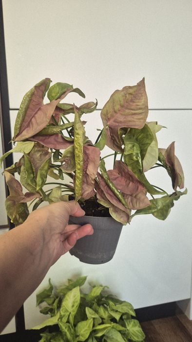 Сингониумы, кислица