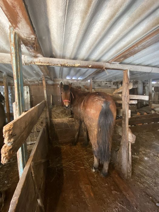 Дөнен шығар сатылады