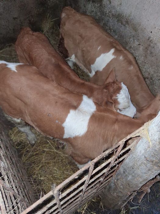 Vite de vânzare de doua luni