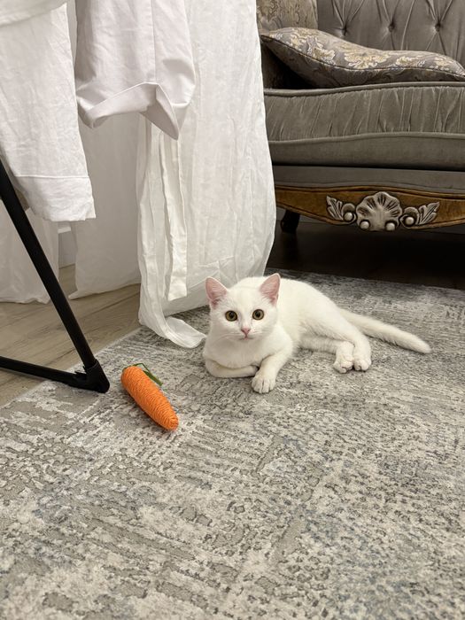 Котенок (мальчик)