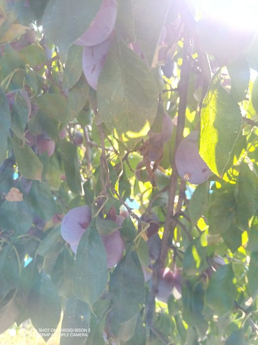 Prune soi comun românesc