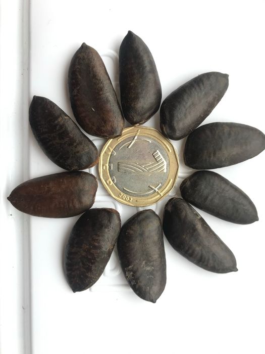 Индиански банан, Асимина трилоба, Asimina triloba,семена и растения