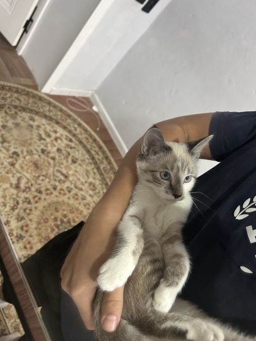 Lynx point пародиски кошка