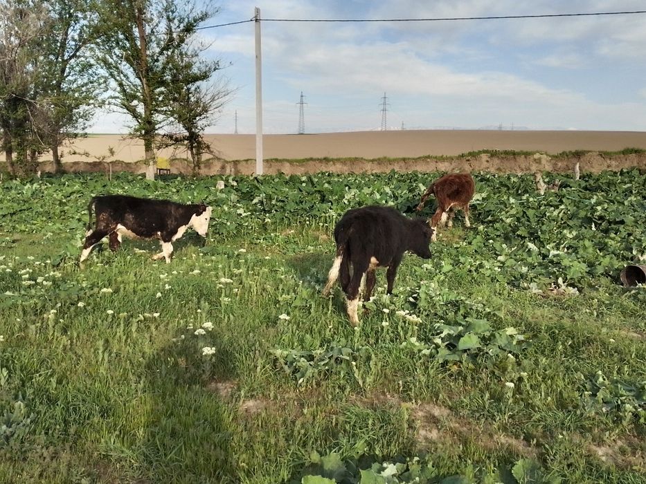 Таналар сатылады