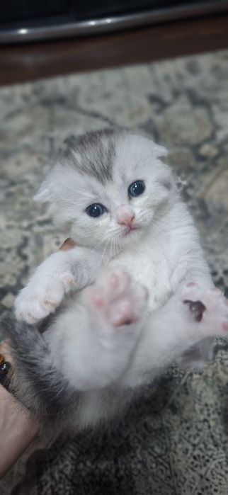 Продаются котята скотишфолд
