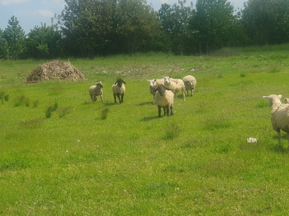 Sulfolk si  texel oi