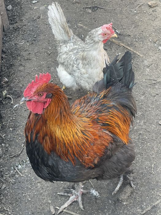 Продам молодых петухов