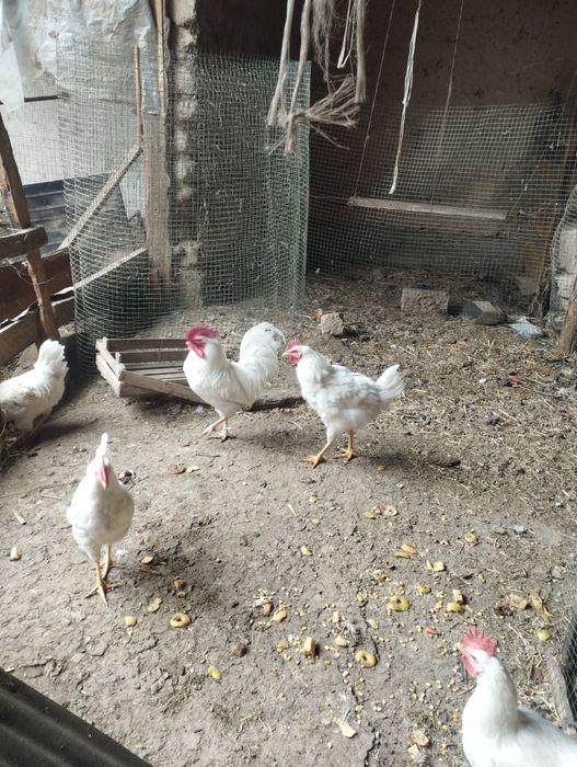 Хурозлар сотилади