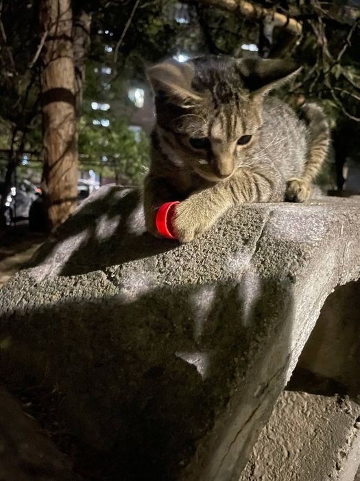 Котёнок ищет себе хозяина