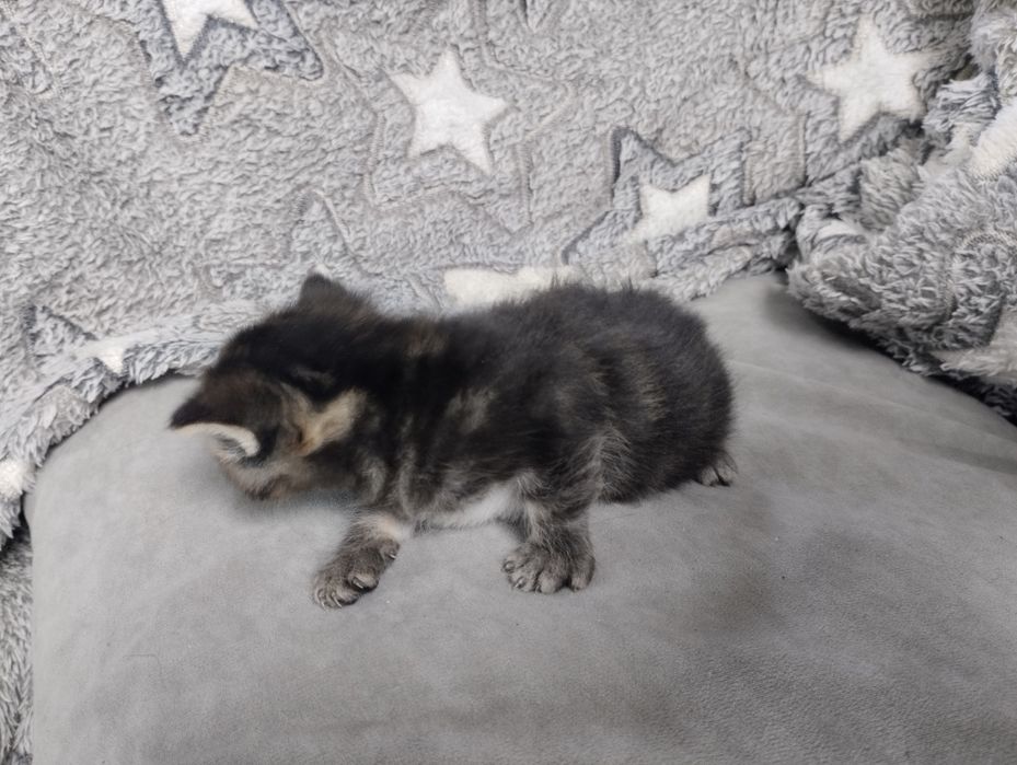 Продам майкунов котят