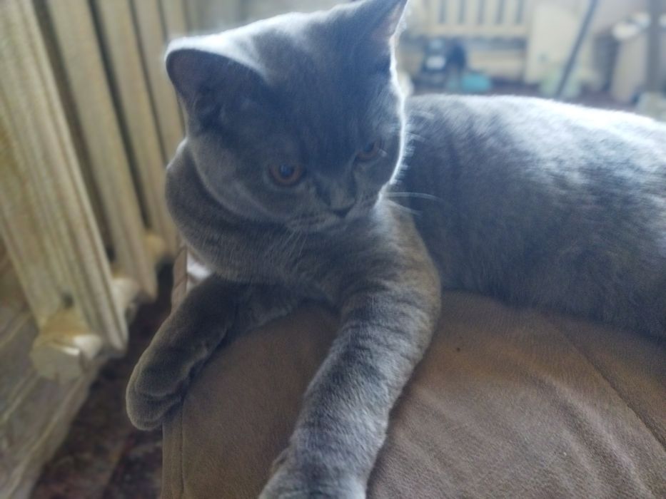 Кошка котята шотландская скотиш фолд страйт