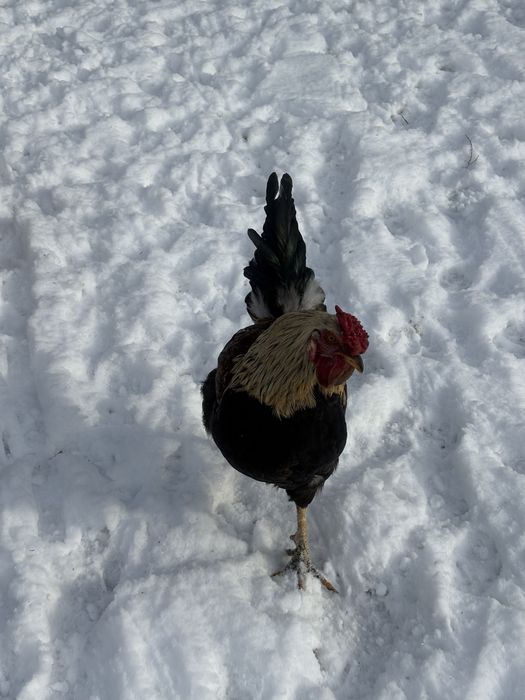 Продам молодых петухов