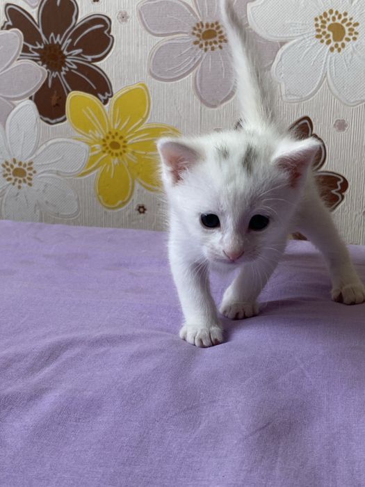 Мы отдаем кошек.