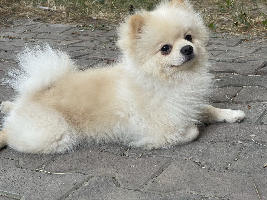 Шпиц ищет невесту. Вязка