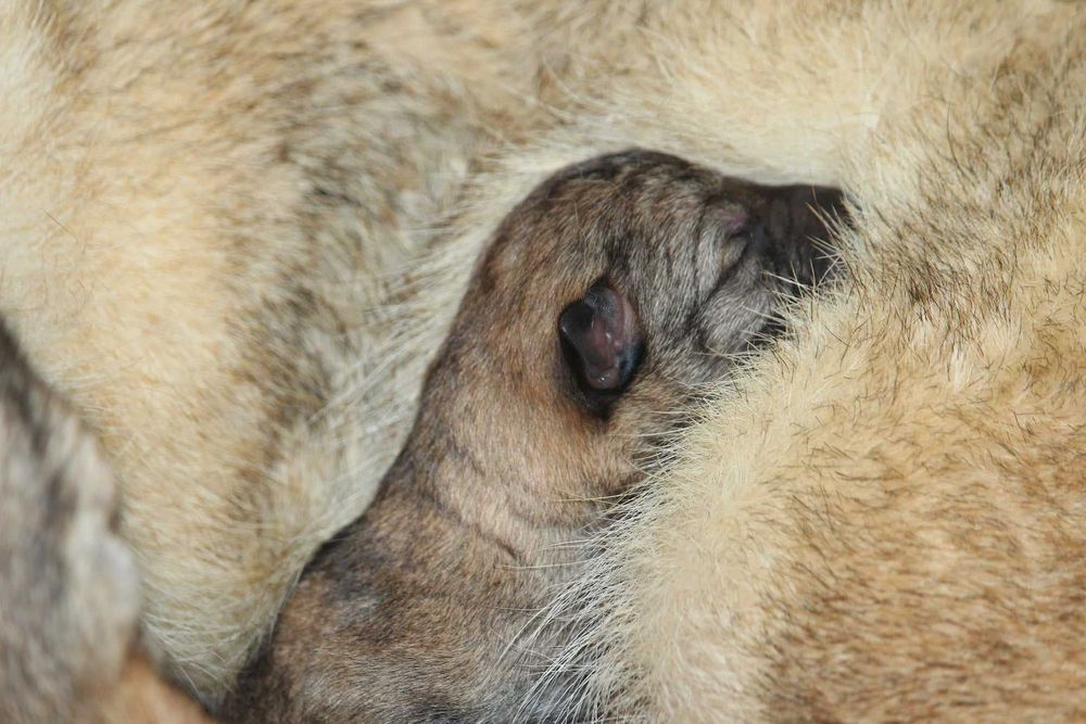 pui lup cehoslovac calitate deosebita